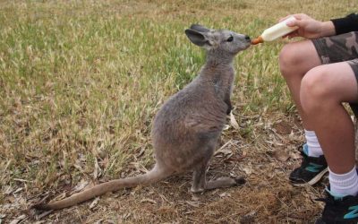 stonehut-feeding-kangaroo